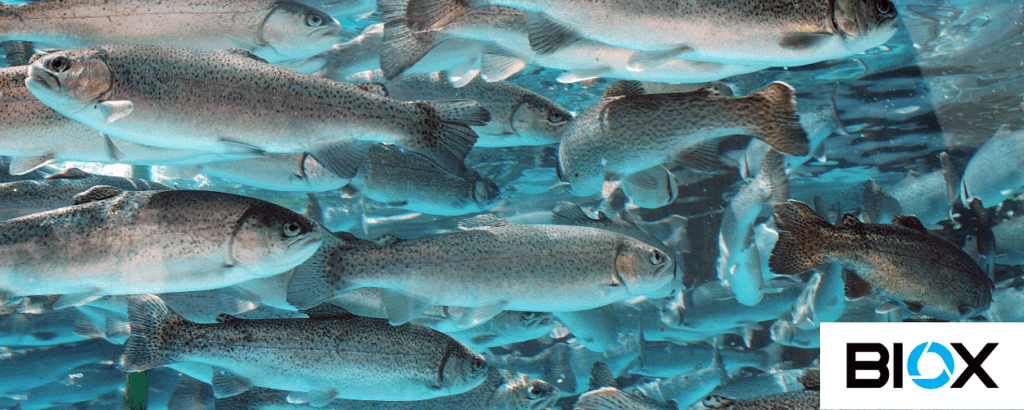 Zastosowanie mieszadeł zatapialnych BIOX w hodowli ryb